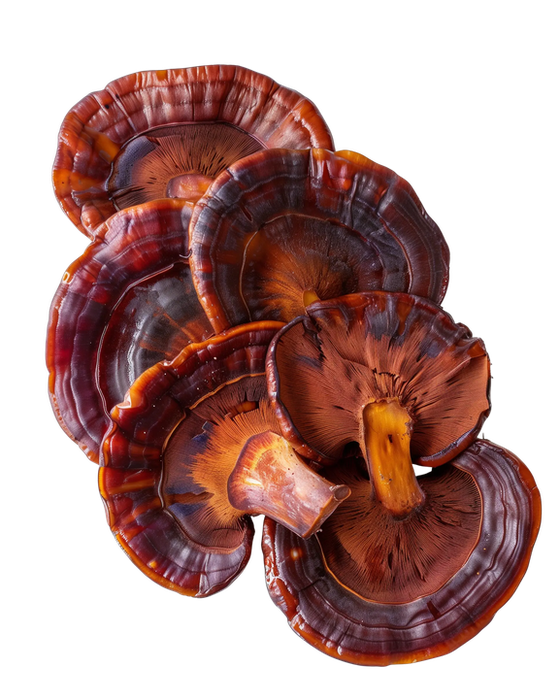 Ganoderma
